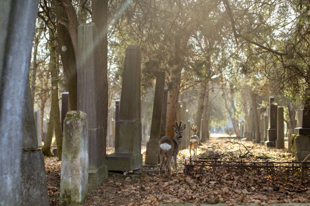 Rundumadum Weg Zentralfriedhof