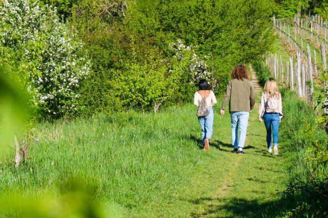 weinwandern wien