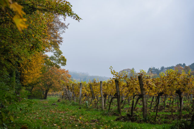 Weinreben am Himmel in Wien